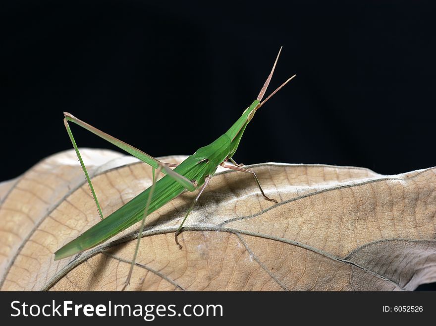 Green locust on the dried leaf on the dark background