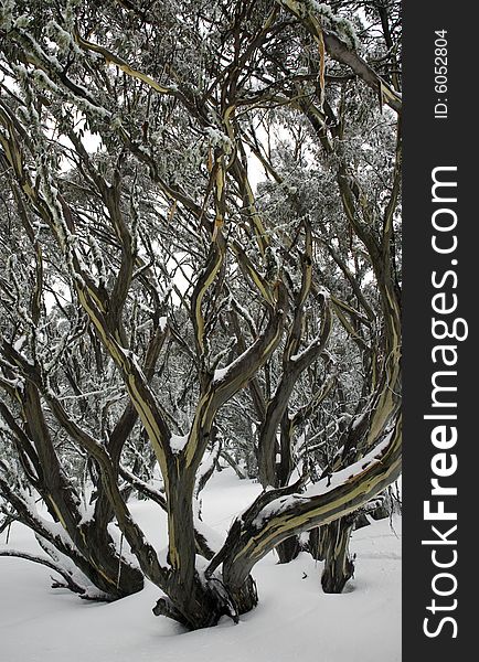 Tree in the snow with branches extending upwards. Tree in the snow with branches extending upwards.