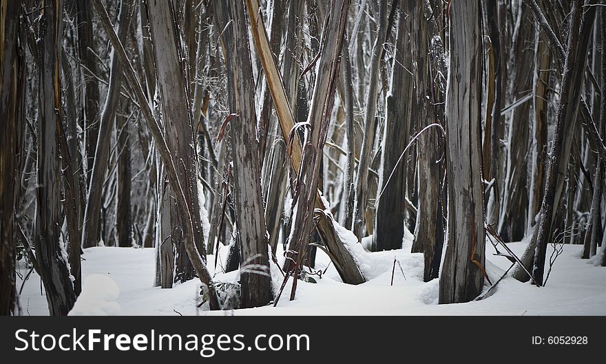 Trees in winder with freshly fallen snow sitting on branches. Two trees crossing over each other in middle of frame. Trees in winder with freshly fallen snow sitting on branches. Two trees crossing over each other in middle of frame.