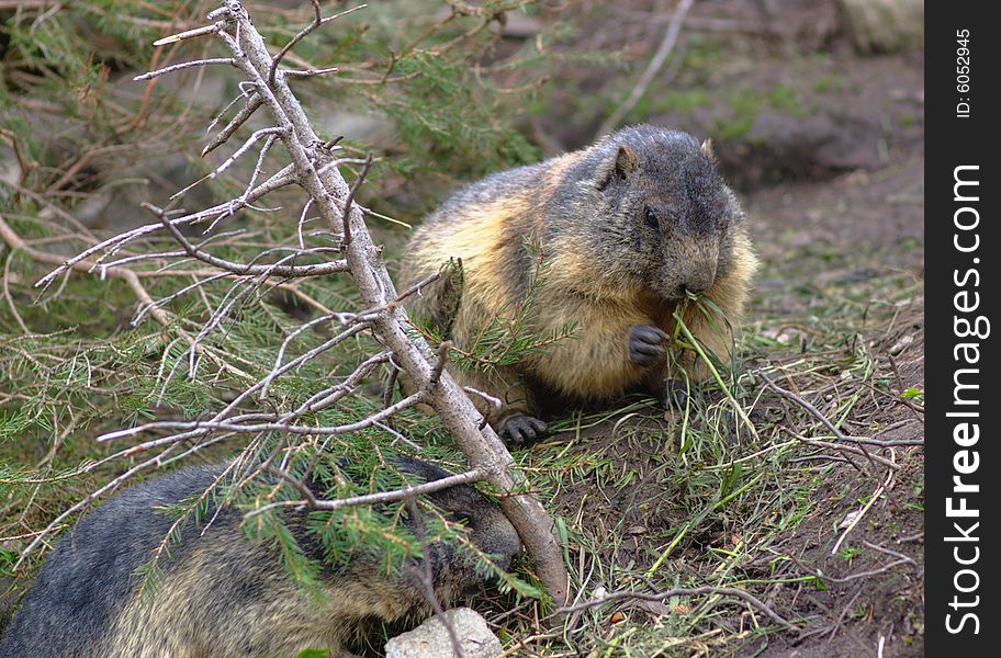 Two wild marmots eating, horizontal. Two wild marmots eating, horizontal