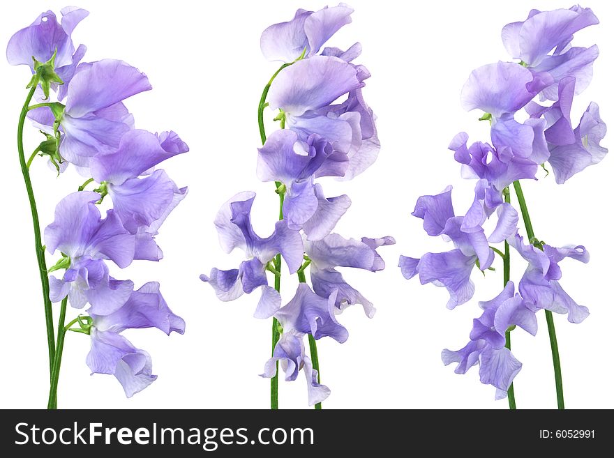 Beautiful blue flowers on a white background