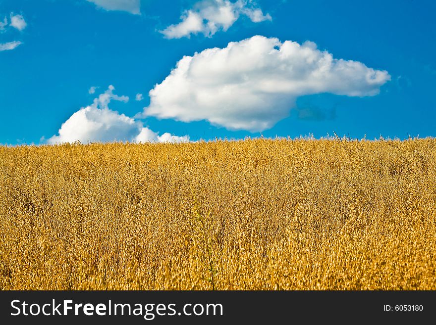 An image of yellow field under blue sky with cloud. An image of yellow field under blue sky with cloud