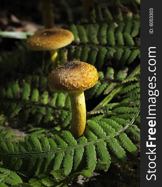 Two Honey Agaric Under Green Leaves