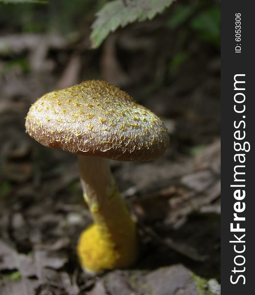 Young Honey Agaric Under Green Leaves