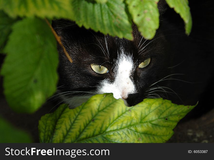 Cat is hidding in green grass