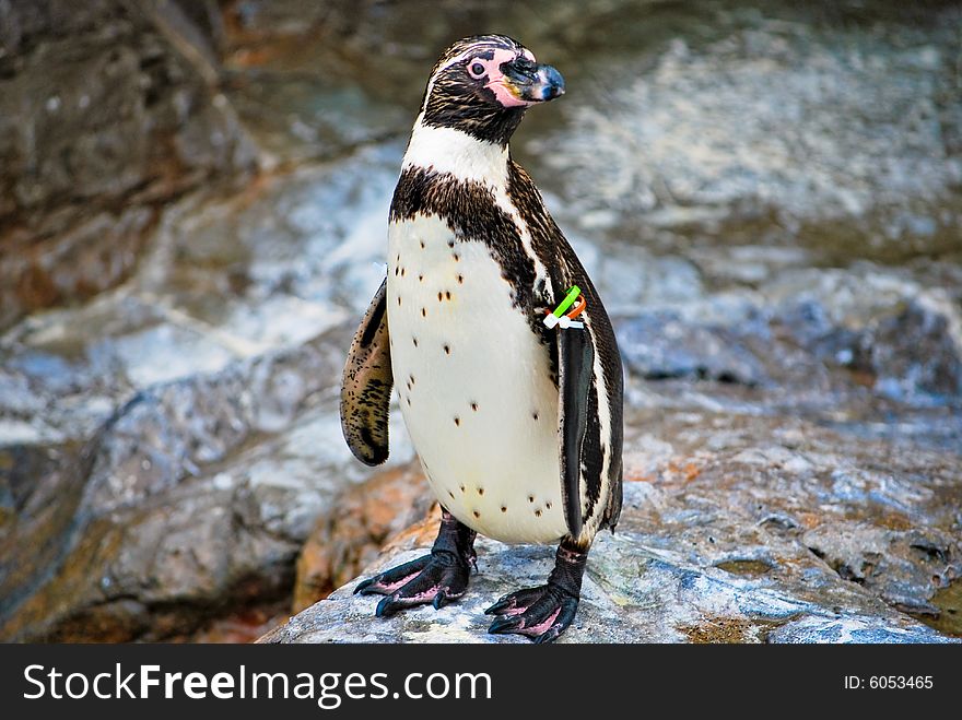 Cute penguin in the zoo.