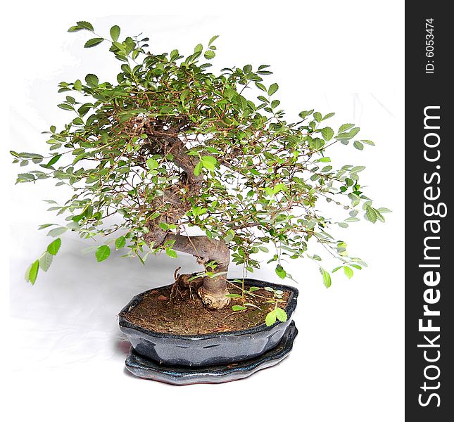 Picture of a bonsai plant in studio