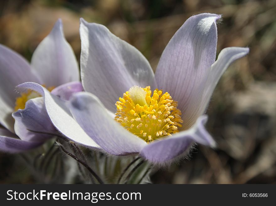 Photo of beautiful snowdrops flowers in a forest close-up. Photo of beautiful snowdrops flowers in a forest close-up