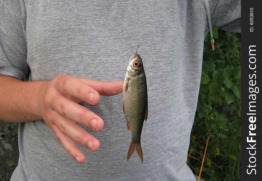 The caught fish in hands