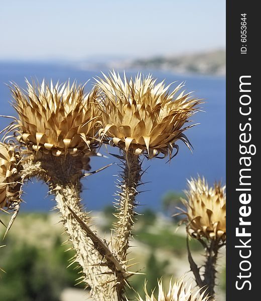 Croatia - dry spiked thistle near bays Adriatic sea