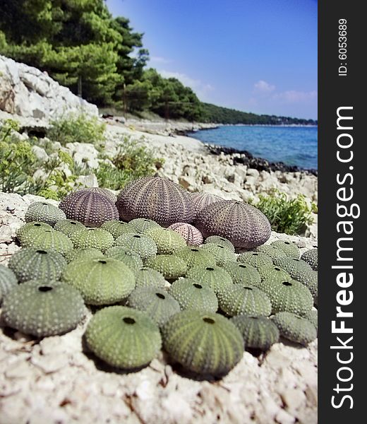 Croatia - Urchin And Beach
