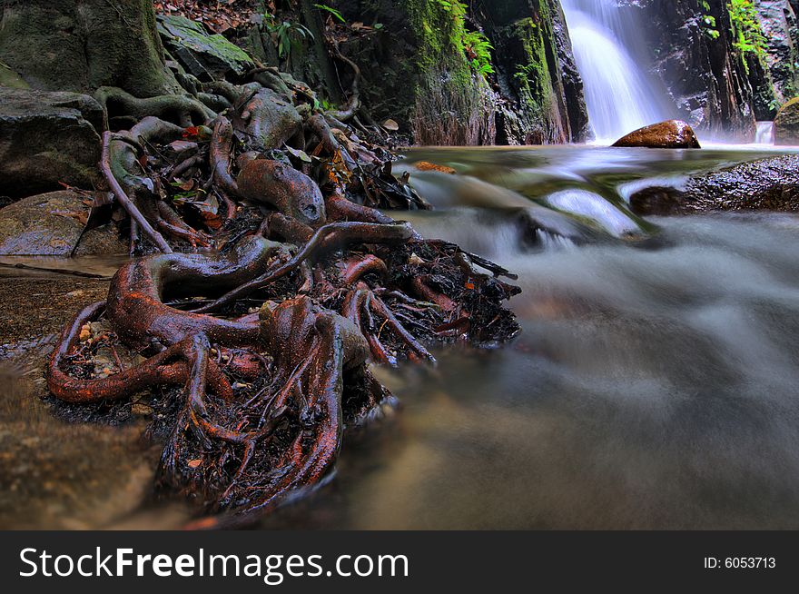 Roots system at a river. Roots system at a river