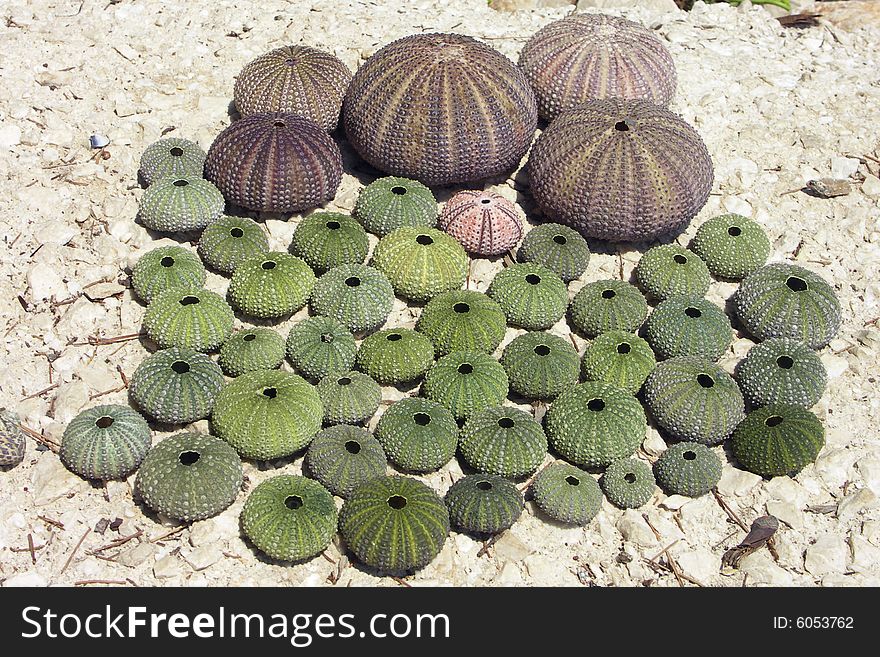 Urchin on very nice beach in Croatia