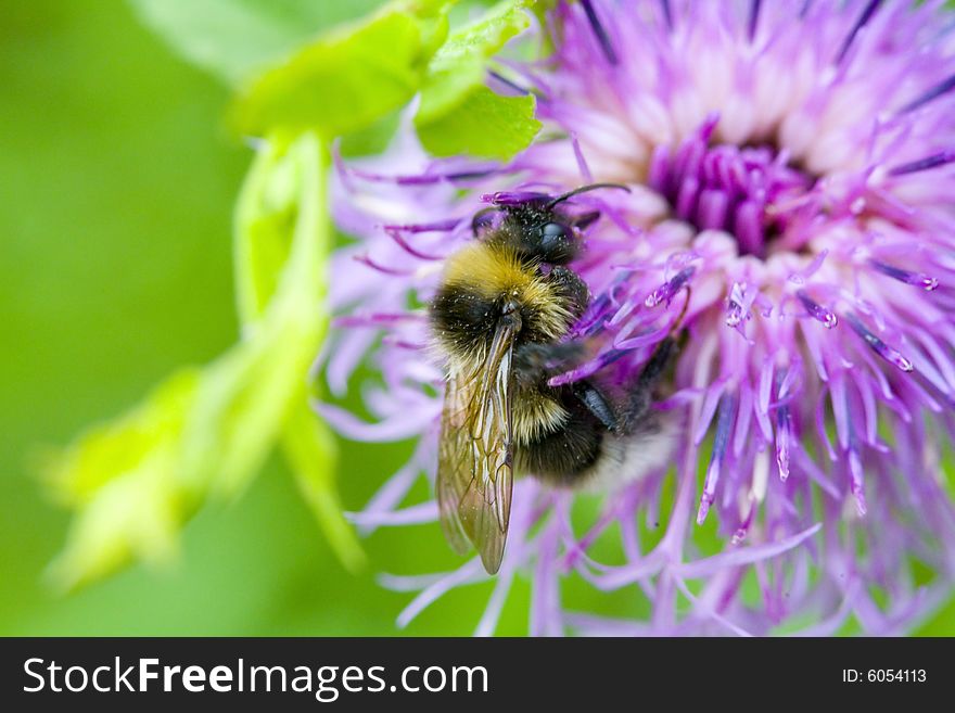 A Bumblebee On A Flower