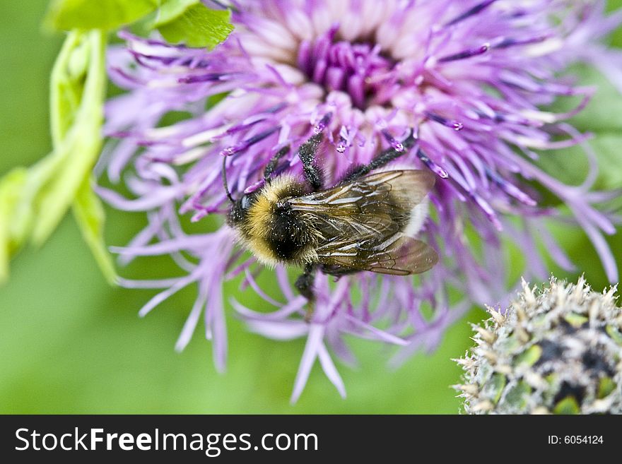 Macro of a bumblebee on a flower in the summer