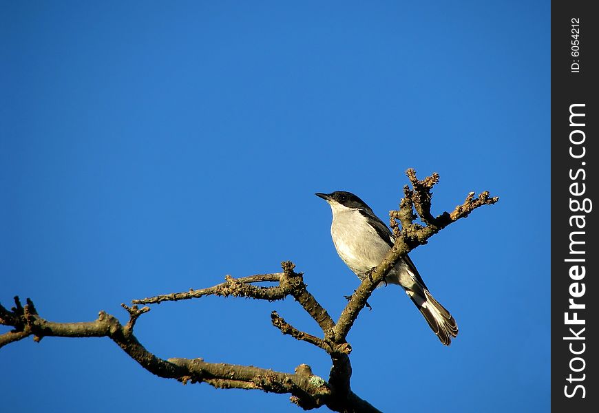 Common fiscal shrike perched on a branch