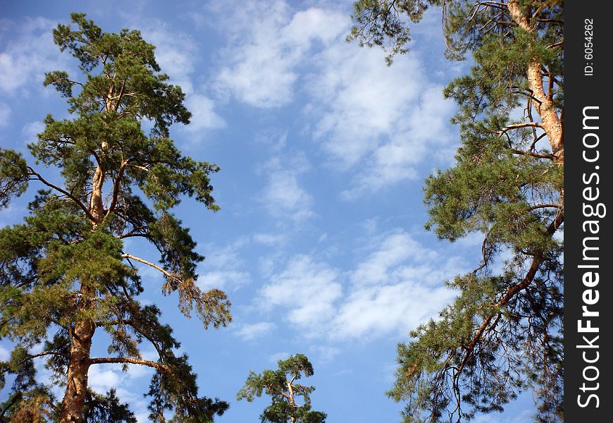 Pines on a background of the sky. The clear sky in a pine wood. The sun and good mood. White clouds, the blue sky, good weather.