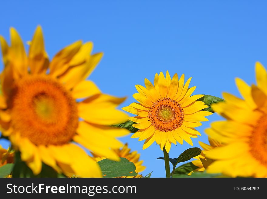 Photo of sunflower in the field under blue sky