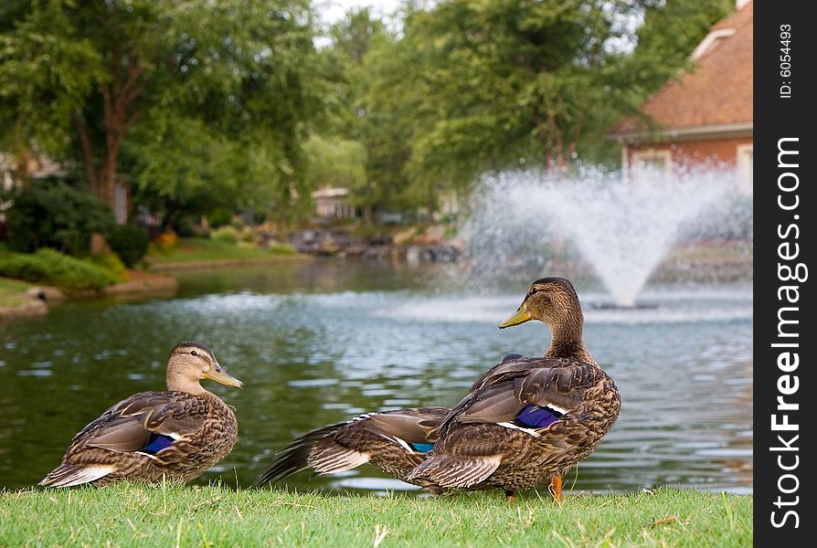 Ducks by a lake with a fountain. Ducks by a lake with a fountain