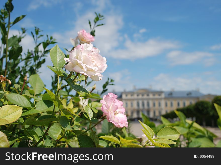 Beautiful roses and beautiful Baroque and Rococo