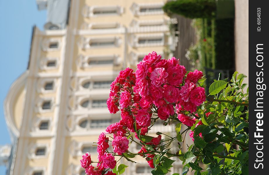 Beautiful Roses And Beautiful Baroque And Rococo