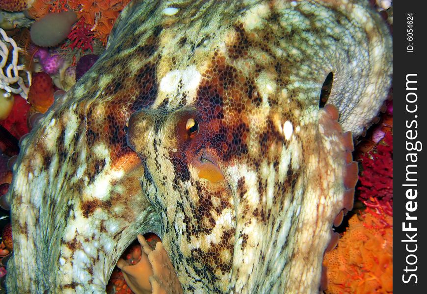 An octopus caught out in the open