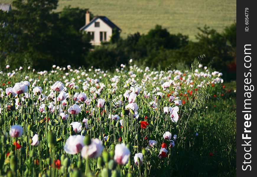Field of red and white  poppies and cottage. Field of red and white  poppies and cottage