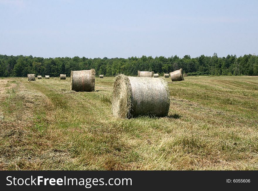 Hay has been cut and rolled and left on the field to dry. Hay has been cut and rolled and left on the field to dry