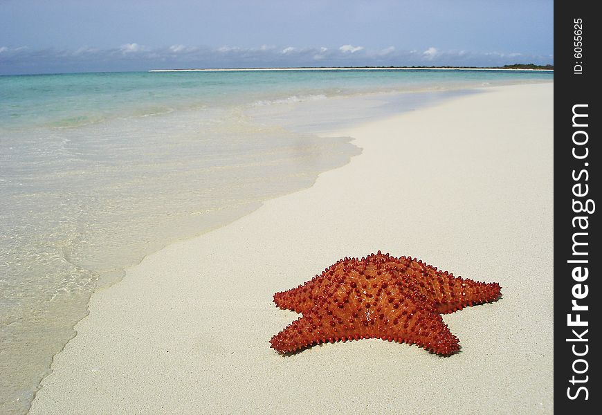 Starfish on the shore of the Sea