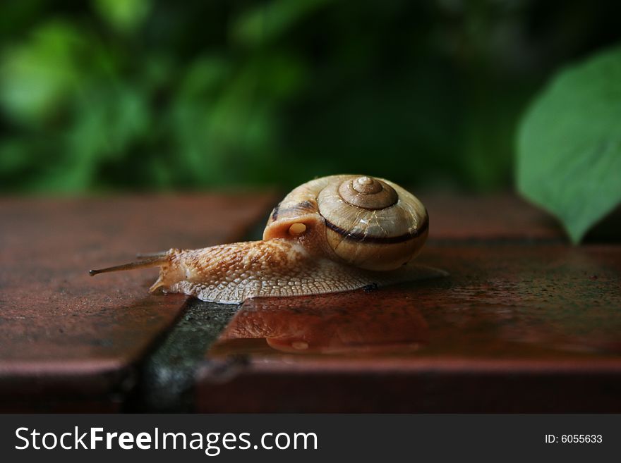 A snail crawling on a wet brick garden wall after rain