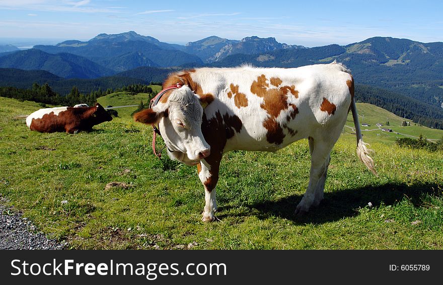 Two house cows in mountains on a background of high peaks and the sky. Two house cows in mountains on a background of high peaks and the sky