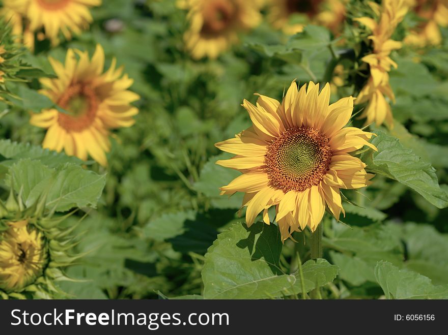 Sunflower field in summer time