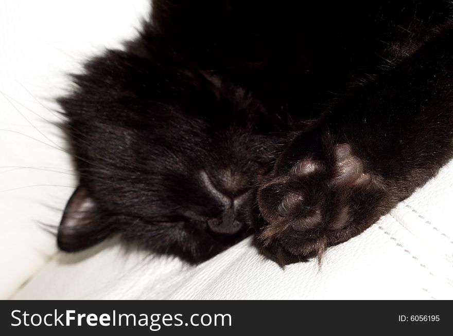 Sleeping black cat on the white sofa