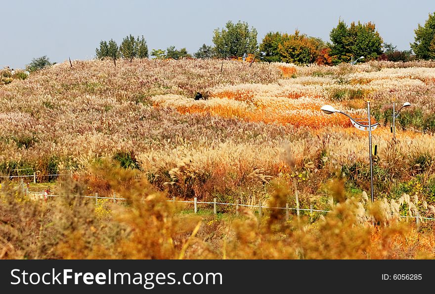 Reed field in Sky Park, autumn, Seoul