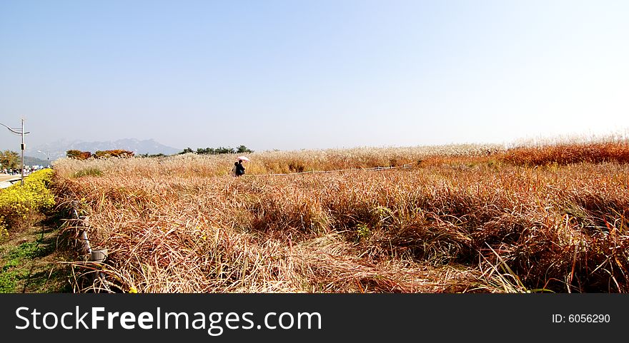 Reed field in Sky Park, autumn, Seoul