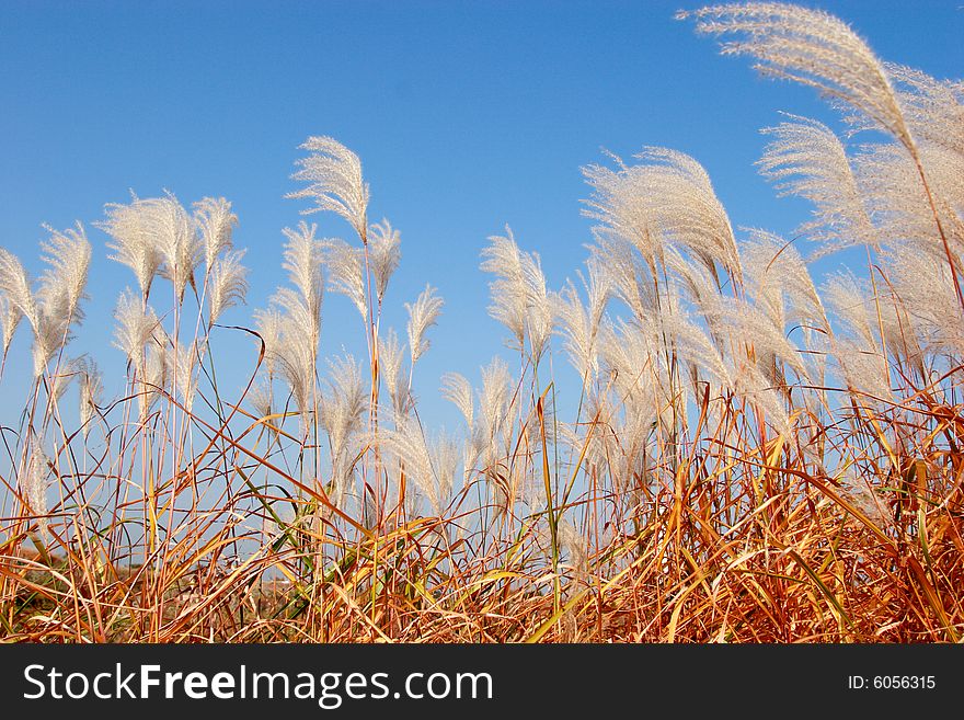 Reeds In Wind