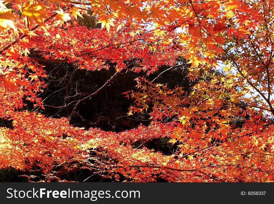 Red maple tree , Nejangsan, South Korea. Red maple tree , Nejangsan, South Korea