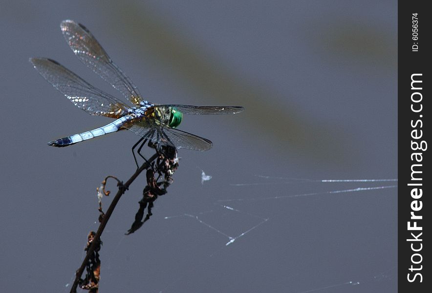 Blue green dragonfly sits on dead flower with spider web. Blue green dragonfly sits on dead flower with spider web