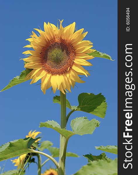 Isolated Sunflower On Blue Sky