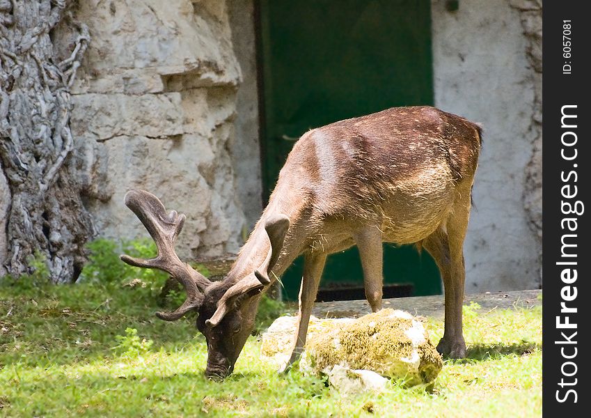 Photo of grazing deer illuminated with sunlight in front of crevice in the rock