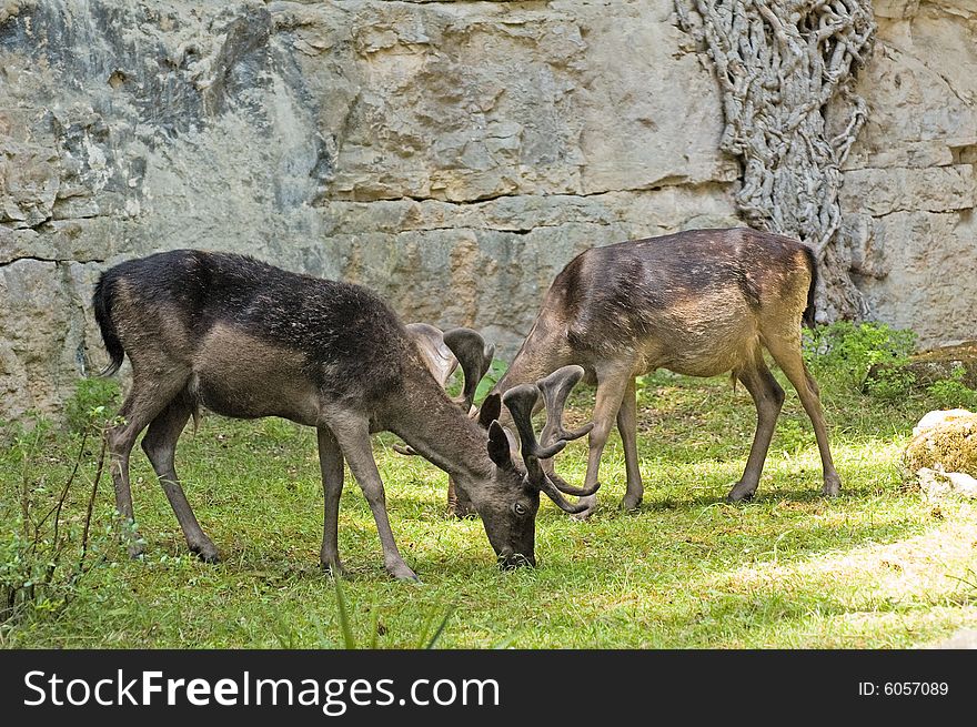 Photo of two grazing deers in front of rock wall