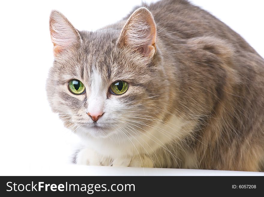 Close-up portrait of cat isolated on white. Close-up portrait of cat isolated on white