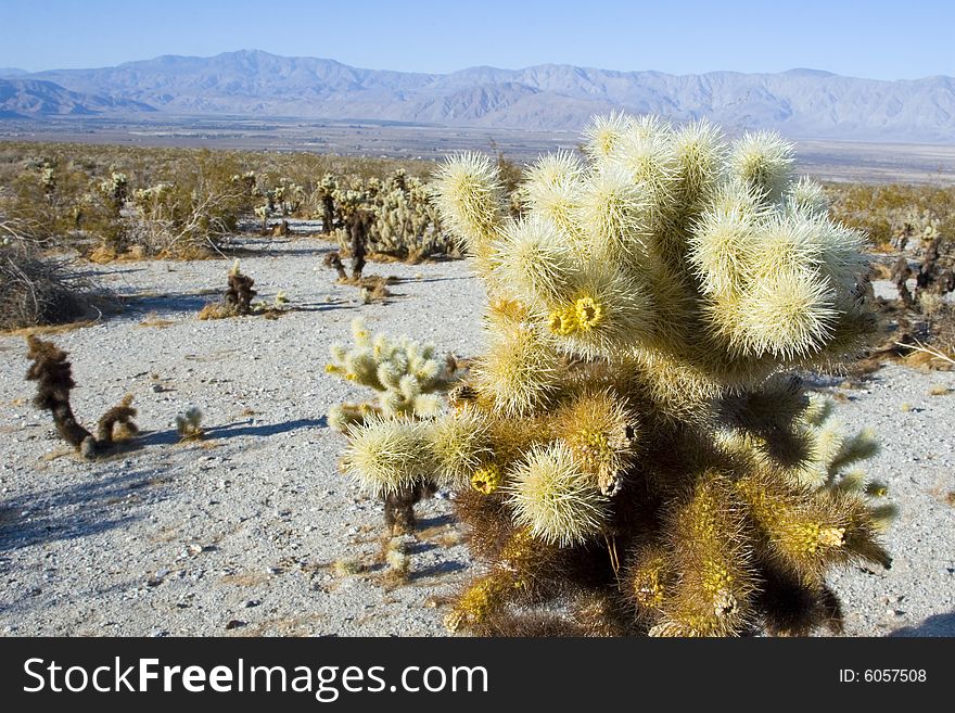 Cactus blooming in the Anza-Borrego desert in southern California. Cactus blooming in the Anza-Borrego desert in southern California