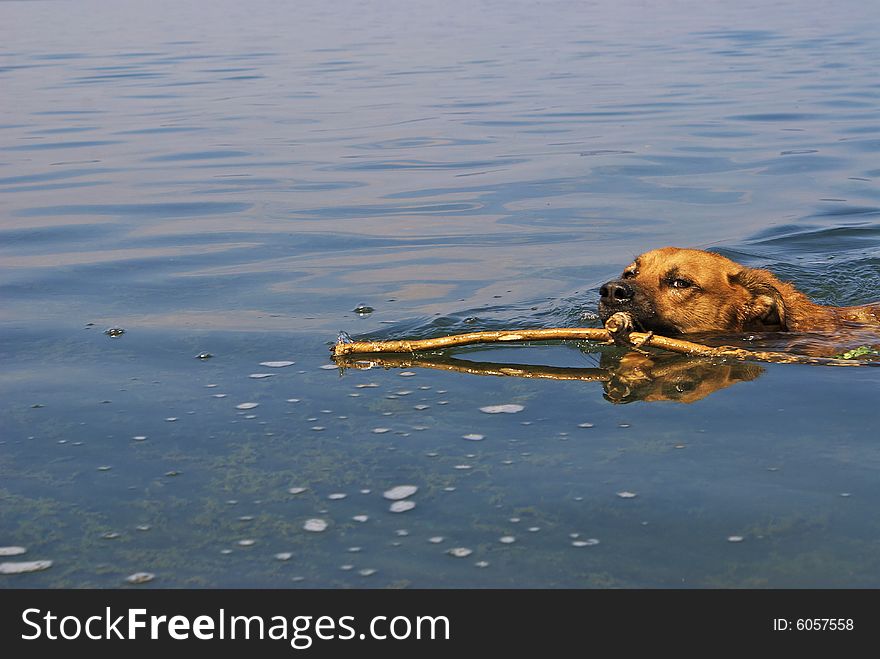 Dog that filler a stick. Dog that filler a stick