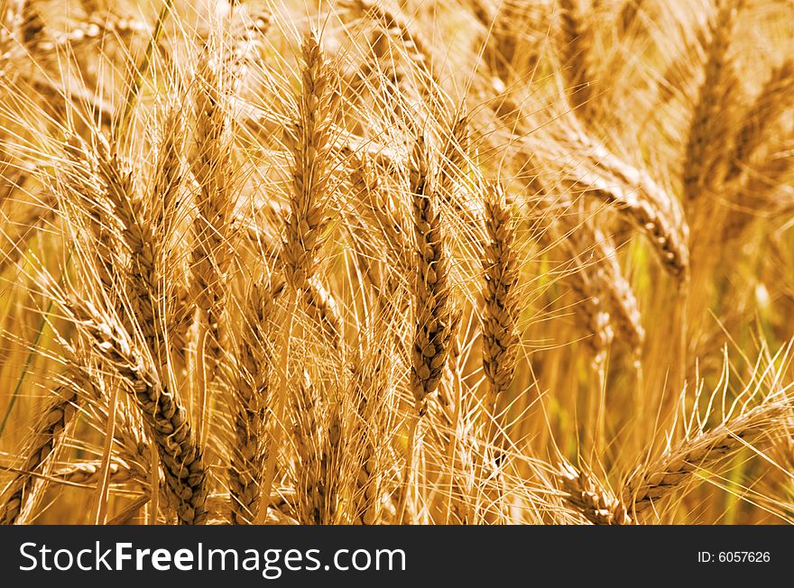 Golden wheat growing in a farm field. Golden wheat growing in a farm field