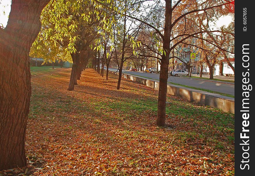 Yellow leaves on the ground. Yellow leaves on the ground