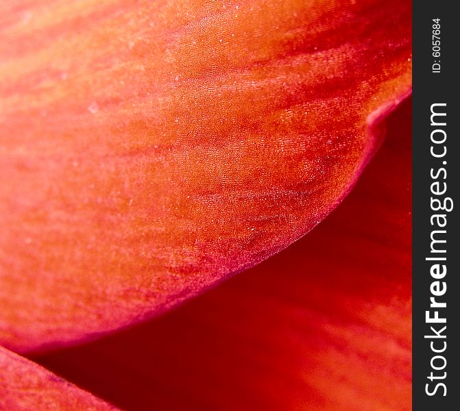 Macro shot of petals of amaryllis flower. Macro shot of petals of amaryllis flower