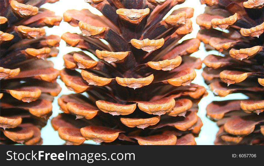 Detail of pine cones up close. Detail of pine cones up close