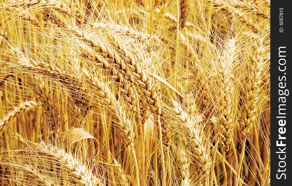 Golden wheat growing in a farm field. Golden wheat growing in a farm field