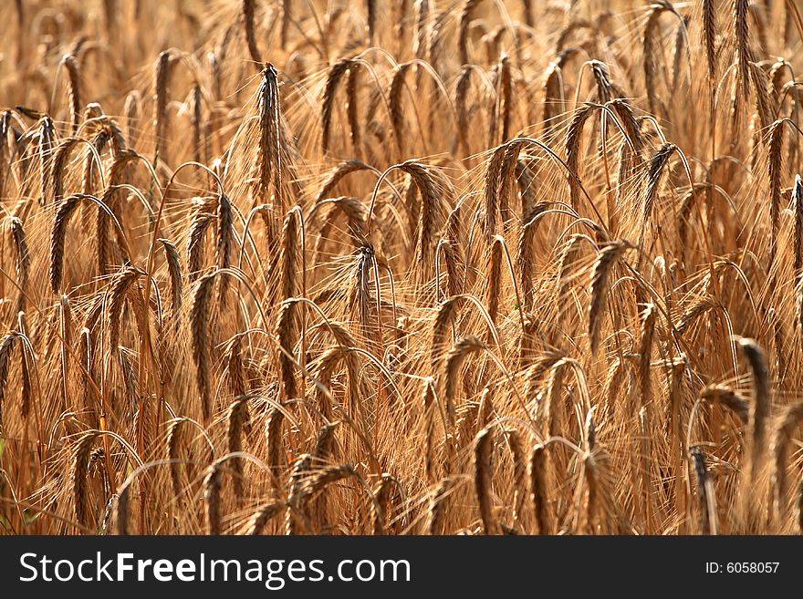 Close - up of golden wheat field.